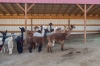 Group of alpacas standing underneath a shelter