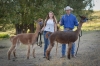 John and Laura Ilko standing with 2 of their alpacas